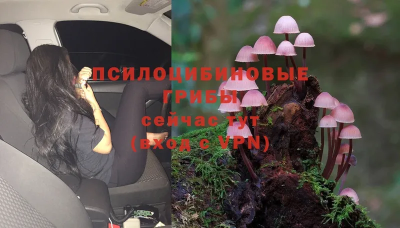 Галлюциногенные грибы Psilocybine cubensis  даркнет сайт  Кондопога 